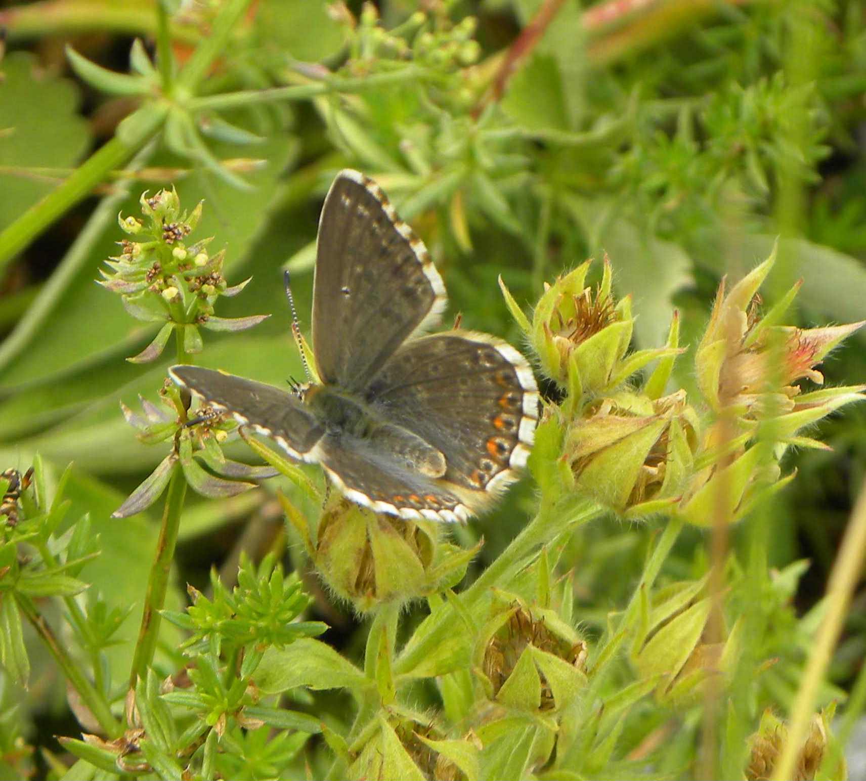 Identificazione farfalla: Polyommatus (Lysandra) coridon - Lycaenidae